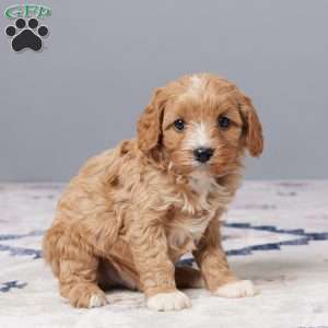Duke, Cavapoo Puppy